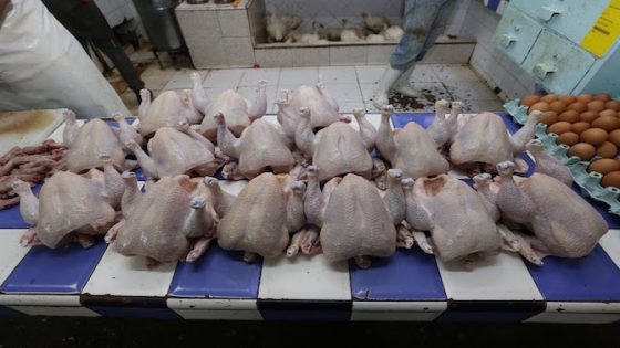 Viandes de poulets et œufs de consommation, constituent le maillon final de la chaine de production avicole. 26092020-Casablanca