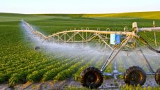 الأمطار الأخيرة أنقذت الموسم الفلاحي بالحاجب