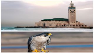 أول حضنة من صقور الشاهين لمكافحة تكاثر الحمام في مسجد الحسن الثاني